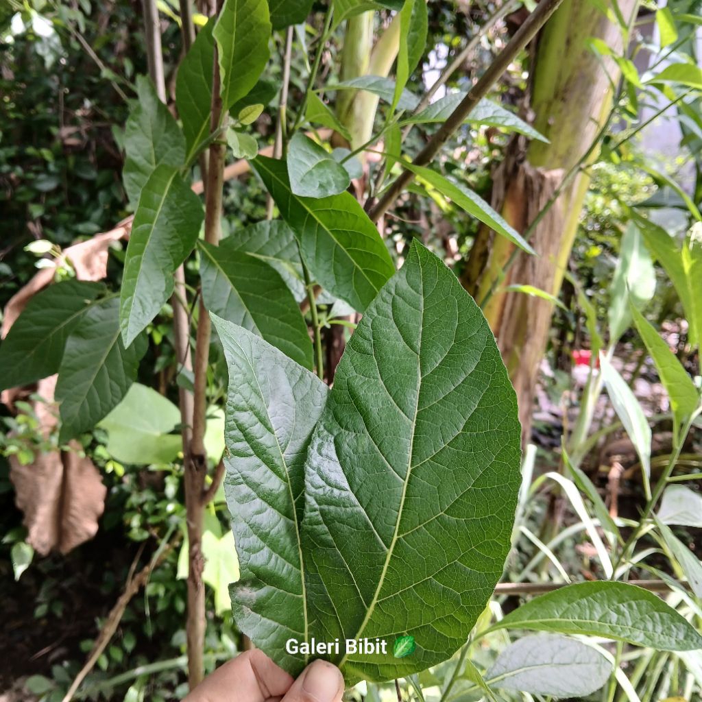 

100 lembar daun Afrika / sambung nyawa segar