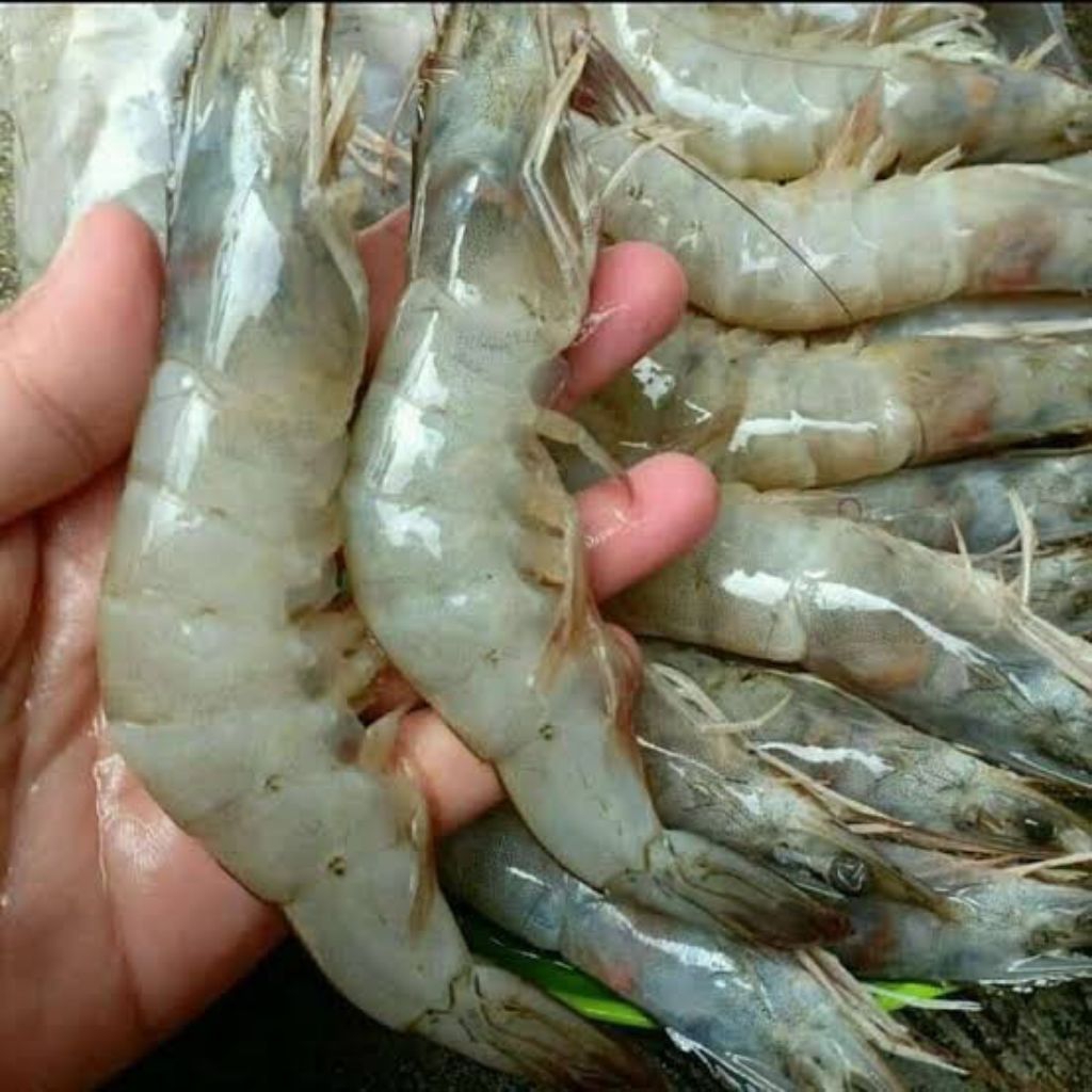 

UDANG SEGAR SIZE BESAR / UDANG SEGAR BESAR