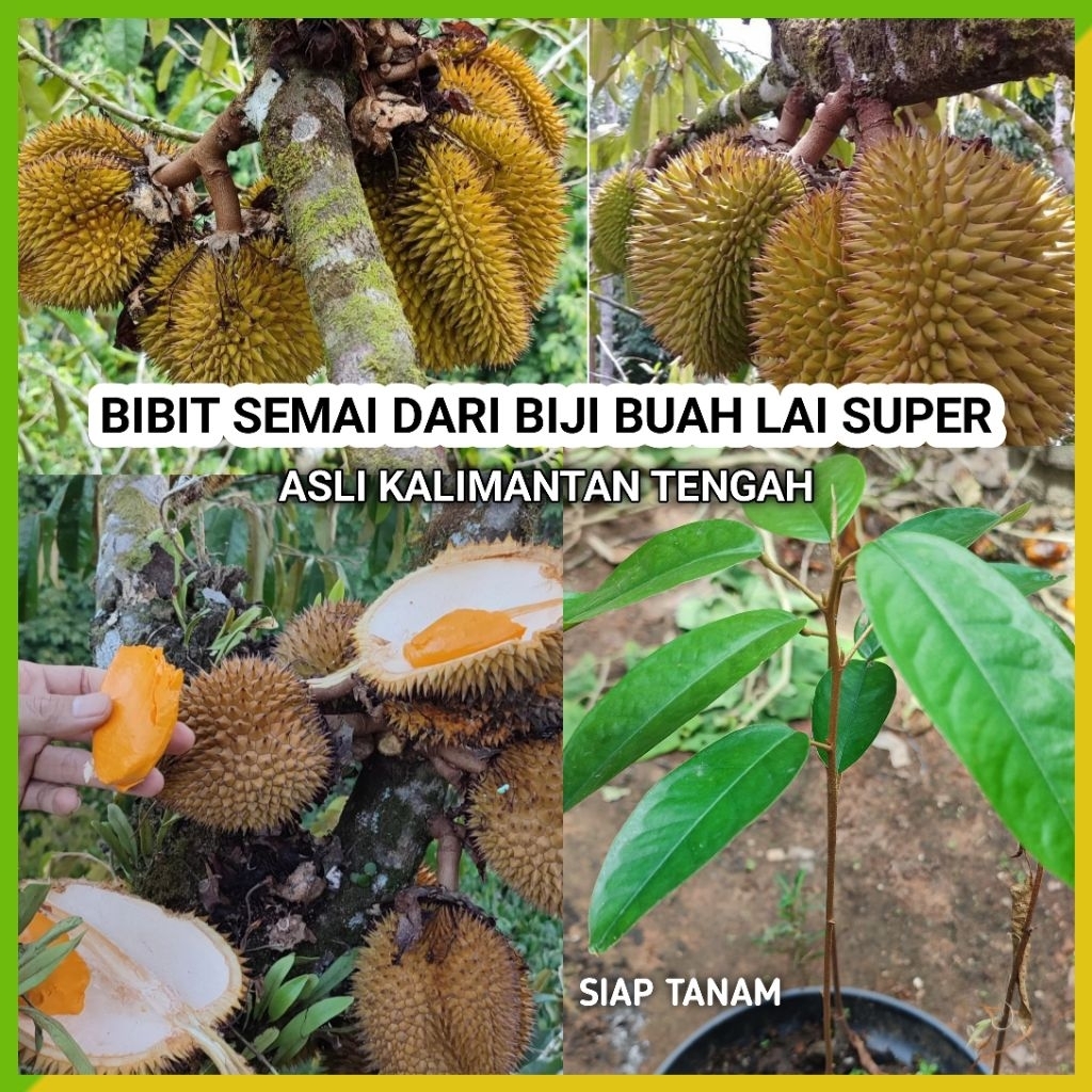 Bibit buah lai asli kalimantan tengah (siap tanam)