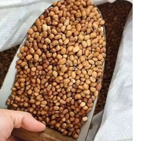 

kacang Tolo / kacang merah Tunggak / angtew /angtau fungtheu 100gr
