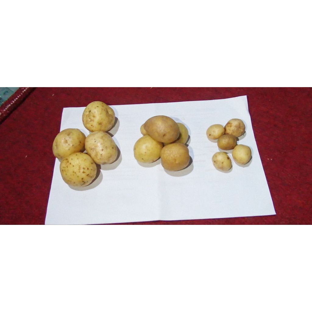 

Kentang Dieng Besar Fresh kualitas super