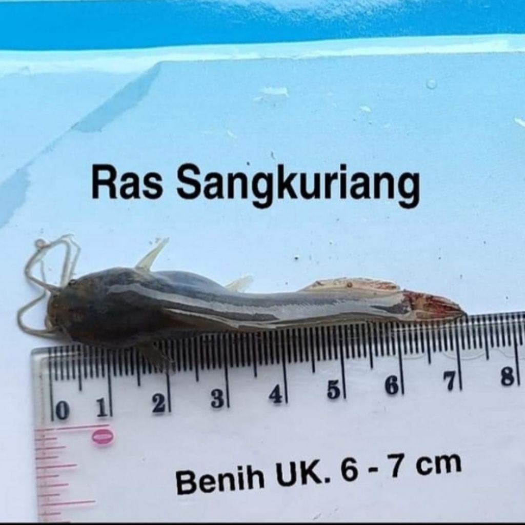 Paket Bibit lele Sangkuriang size 6-7 cm ( isi 200 ekor )