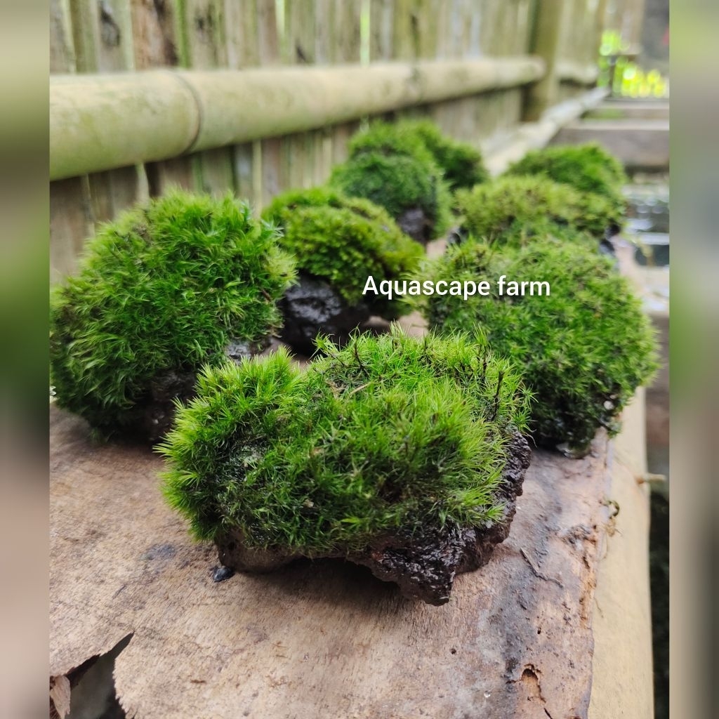 batu mos paludarium terarium