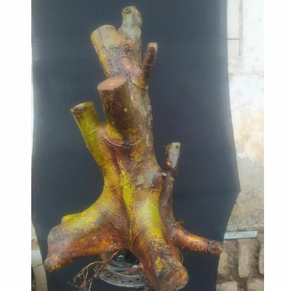 Bahan bonsai loa jumbo real pict