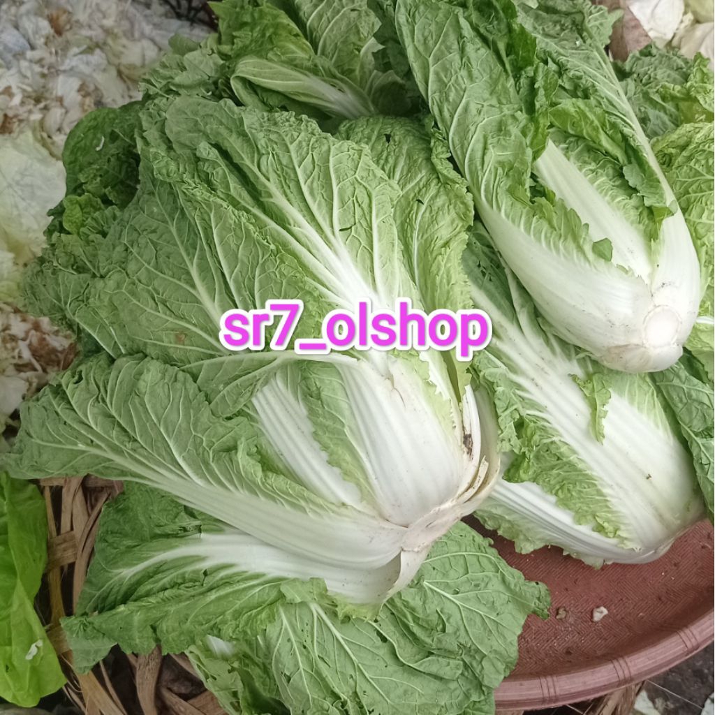 

Sawi Putih/ Sayur Sawi Putih