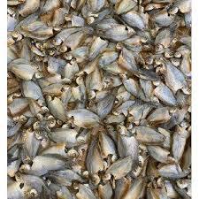 

SEGAR BERSERI - IKAN ASIN SEPAT 100GR