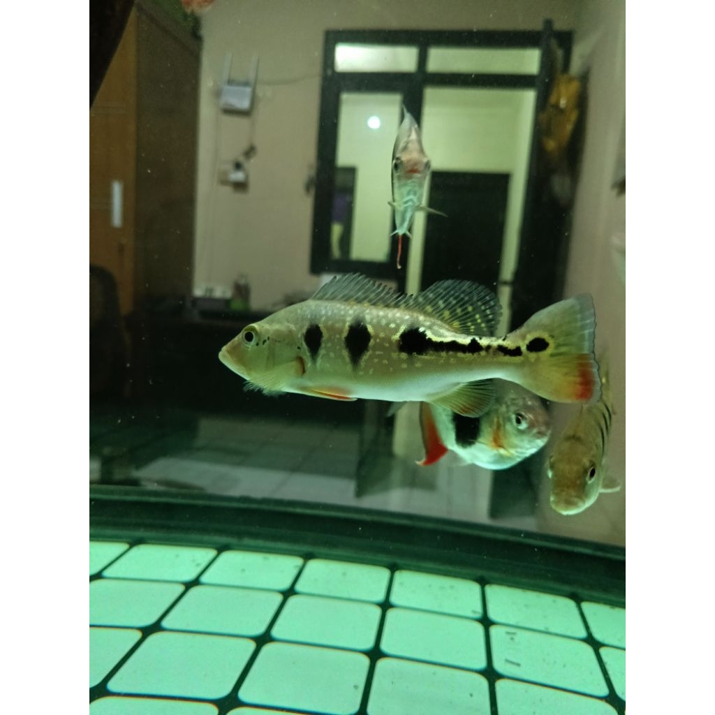 Pbass orinoco good marking