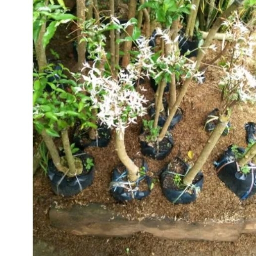 anting Putri salju satu batang