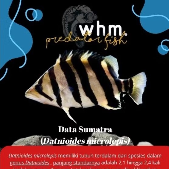 Datz Sumatra Mix bar 9-12 cm (Mainan ikan)