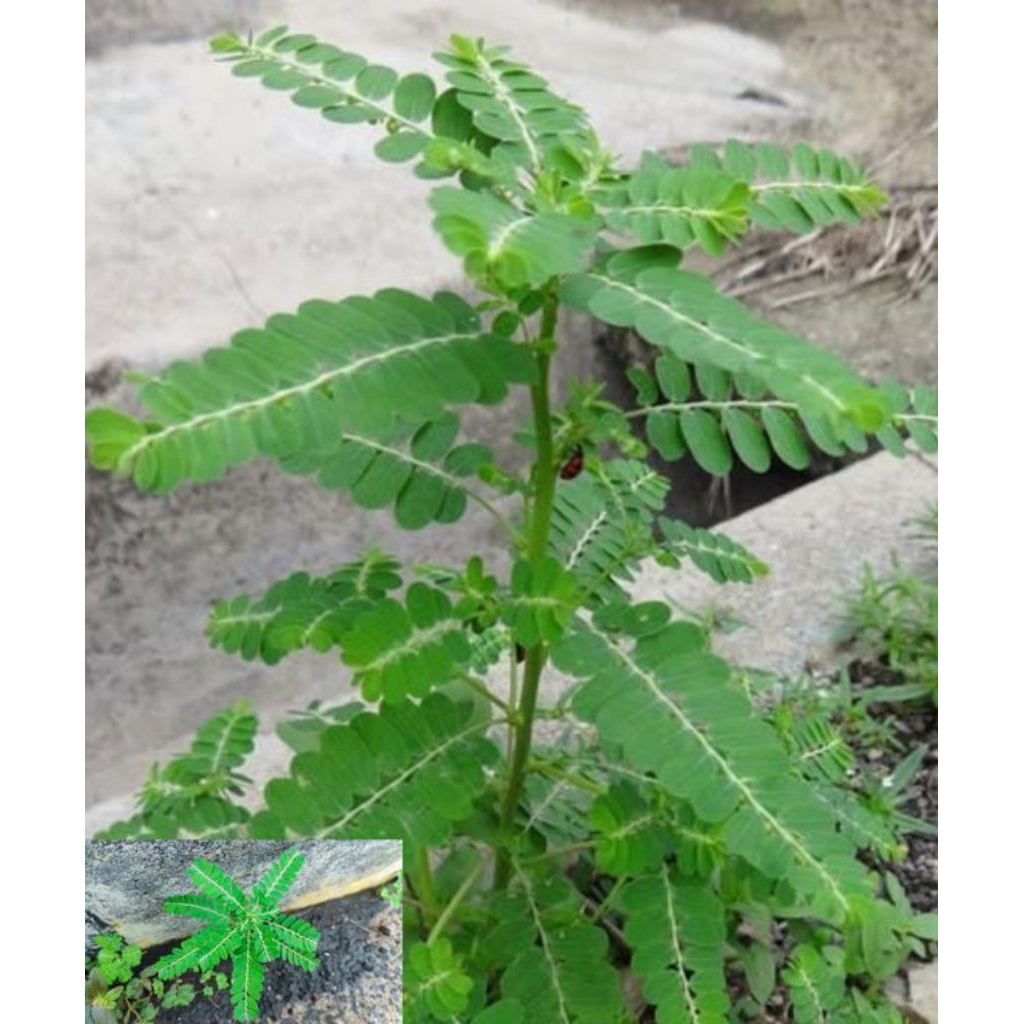 

Daun Meniran segar 250 g