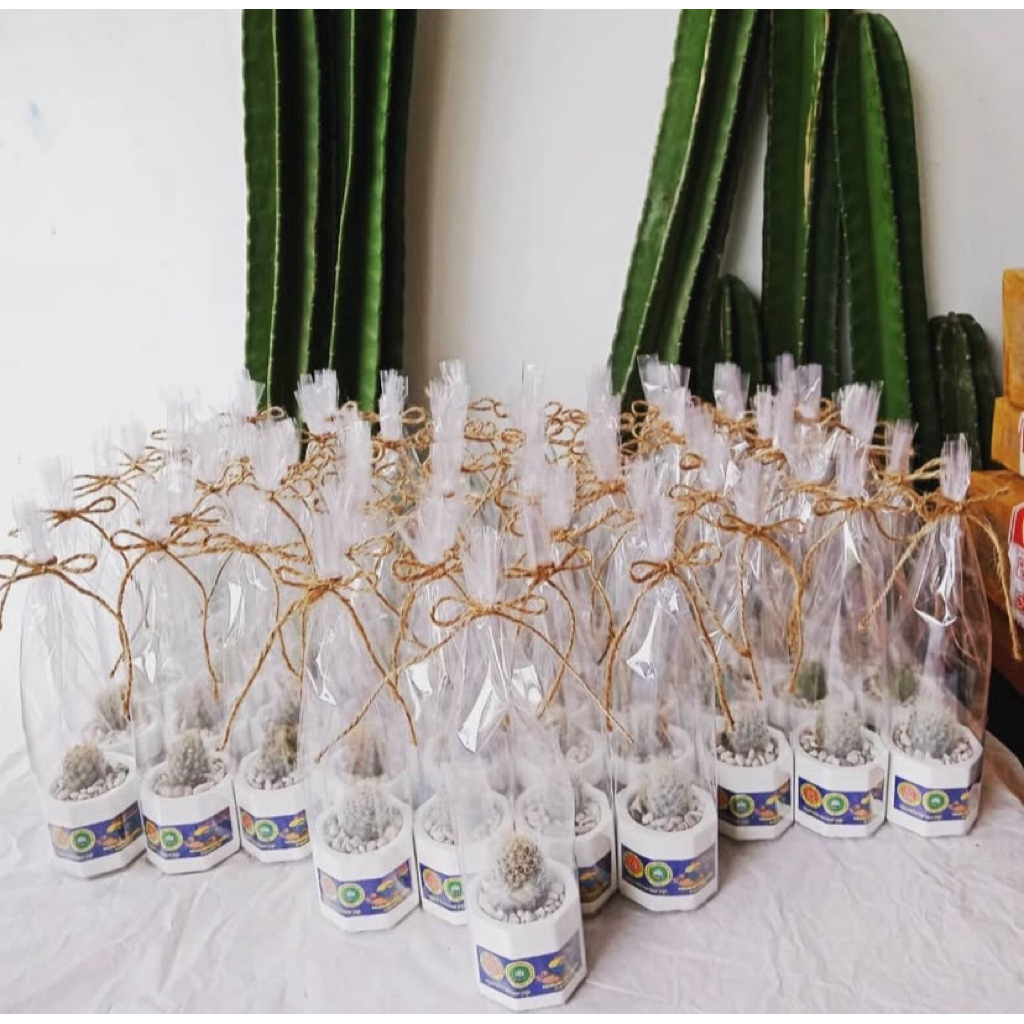 Souvenir / Gift Kaktus Mini