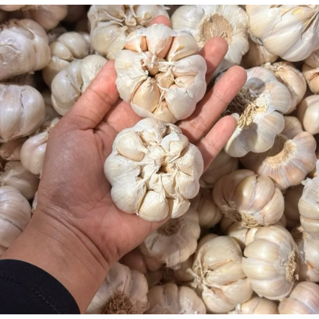 

Bawang Putih Sinco 500gr-1000gr Udah Bersih Murah