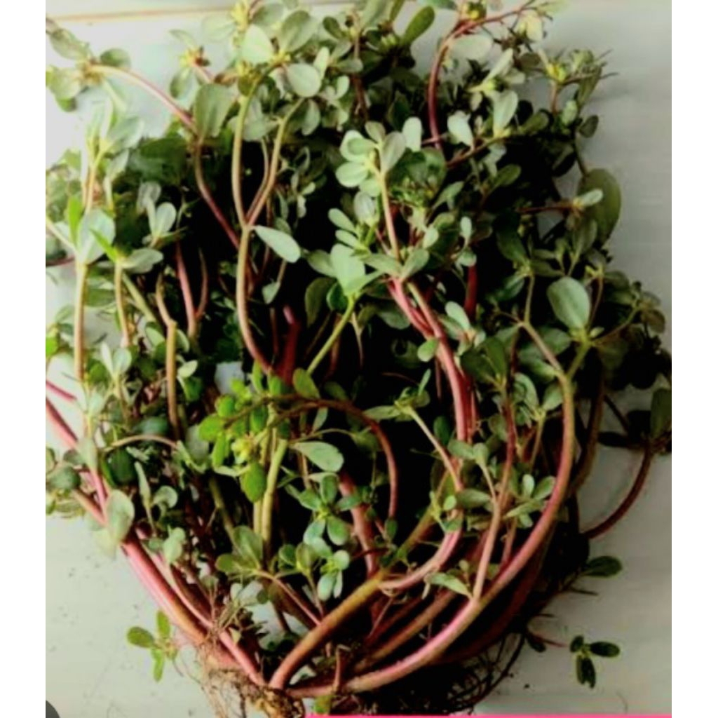 

Jual daun kerokot atau rumput kerokot segar organik 250 g setok banyak