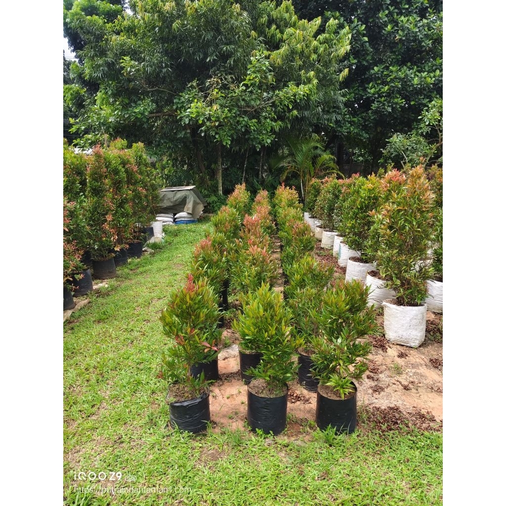 Pohon pucuk merah//Tanaman pucuk merah