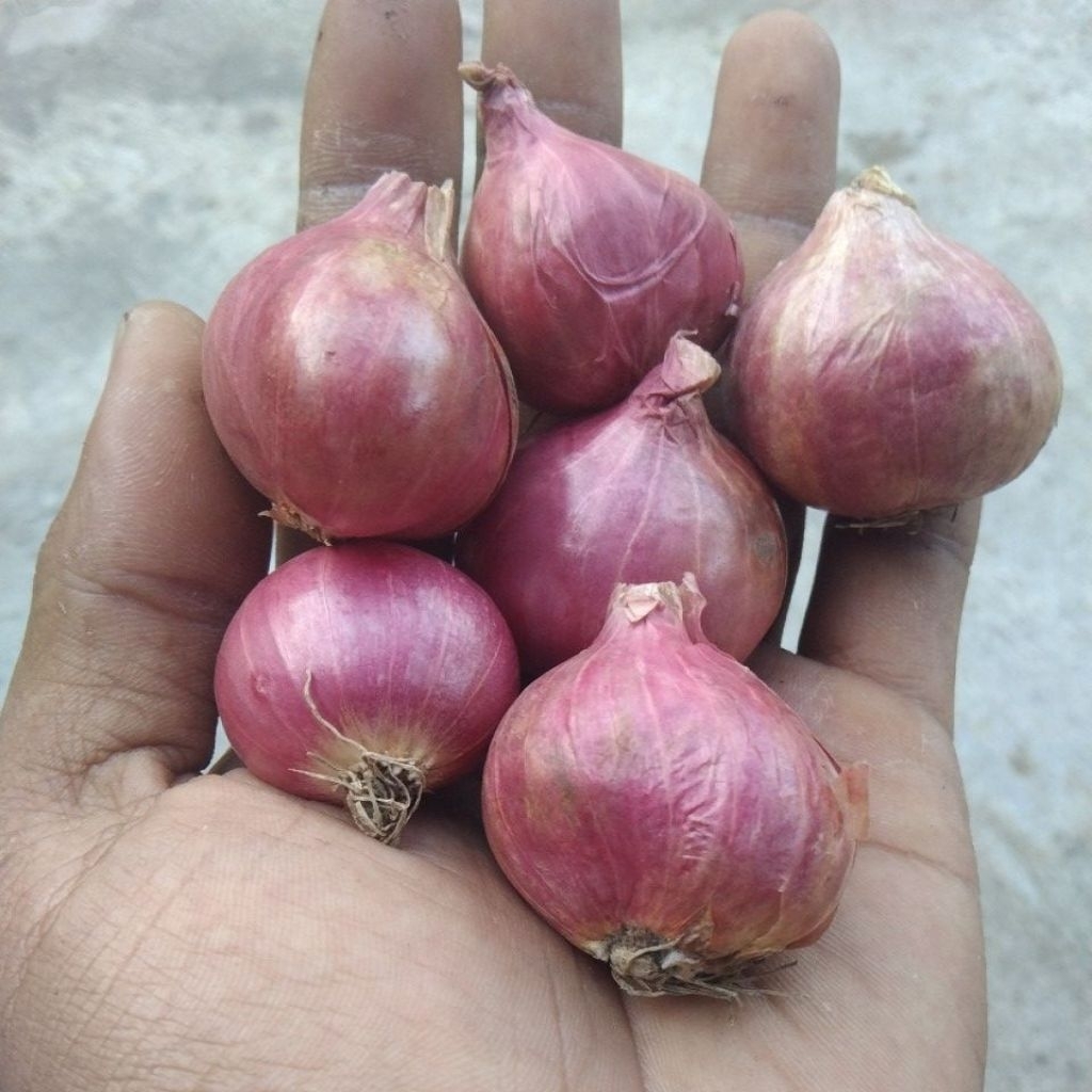 

bawang merah jumbo Probolinggo 1kg