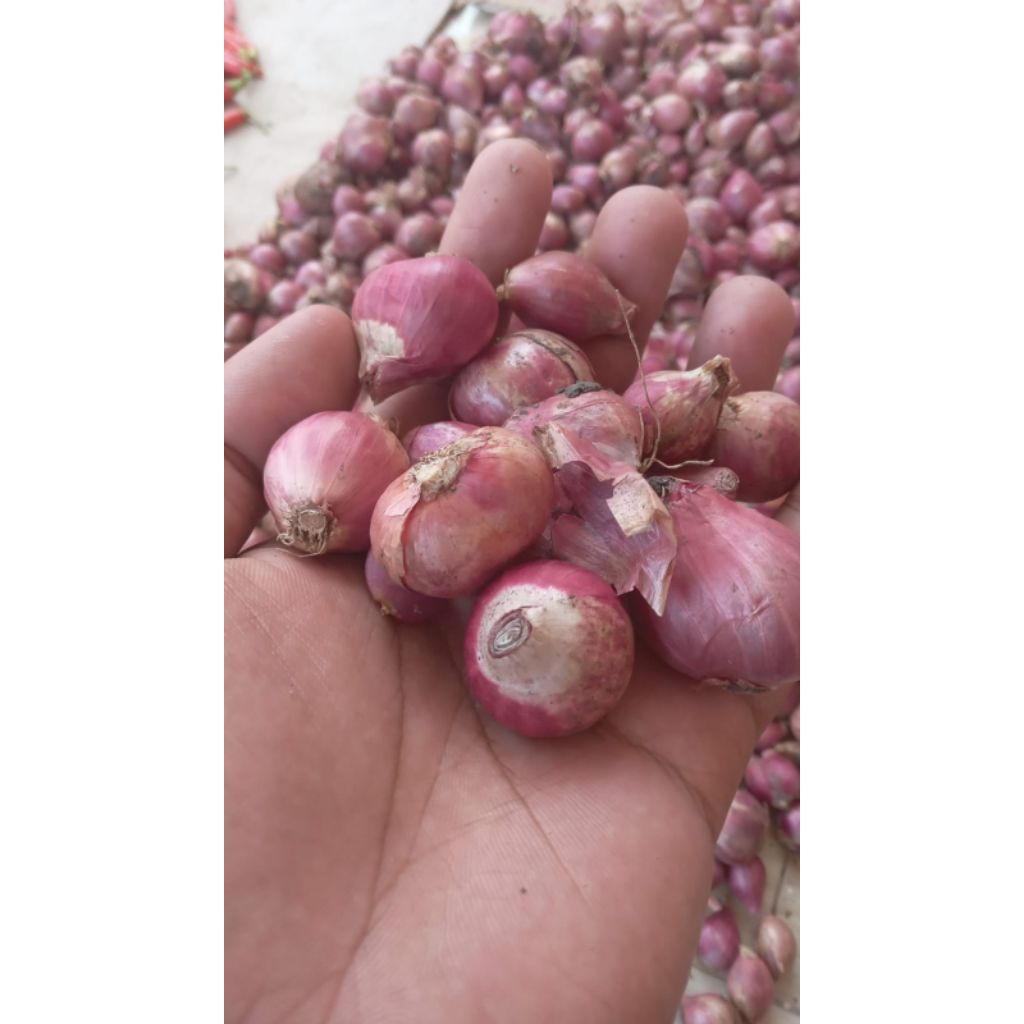 

bawang merah 250g