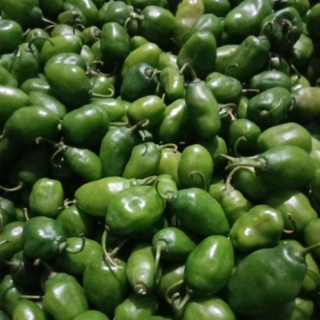 

cabe gendot 1kg cabe gendot viral