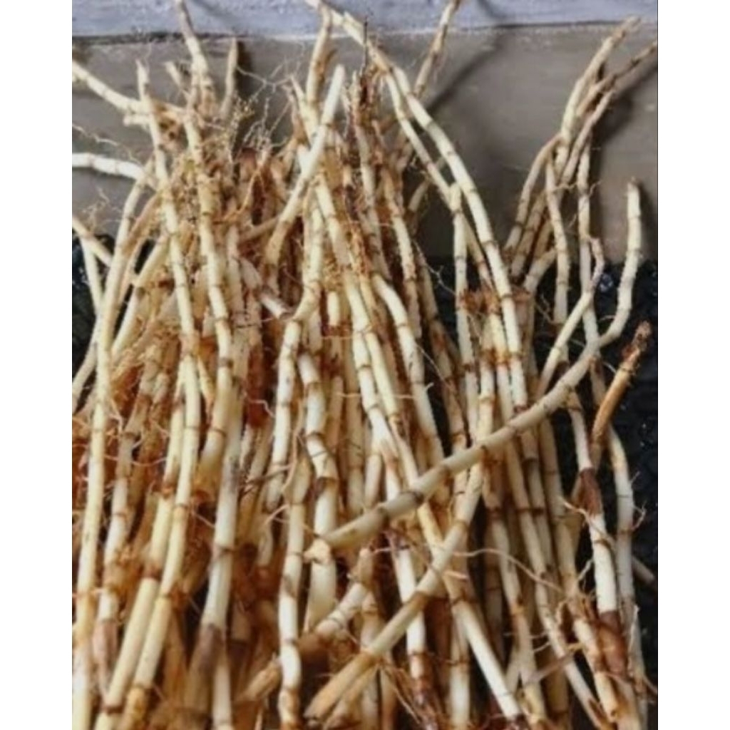 

akar alang alang asli segar 500gram