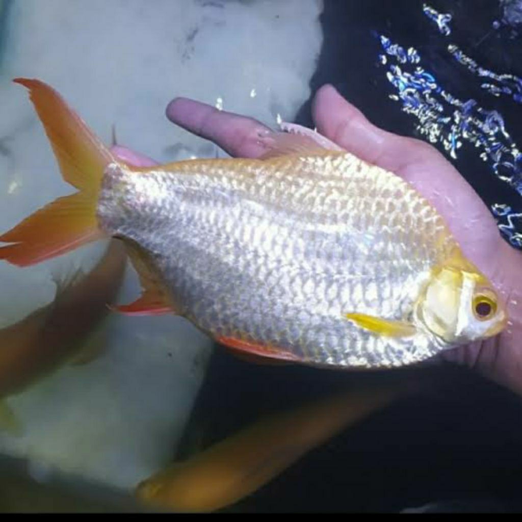 hiasan aquarium ikan kaviat besar jumbo size indukan
