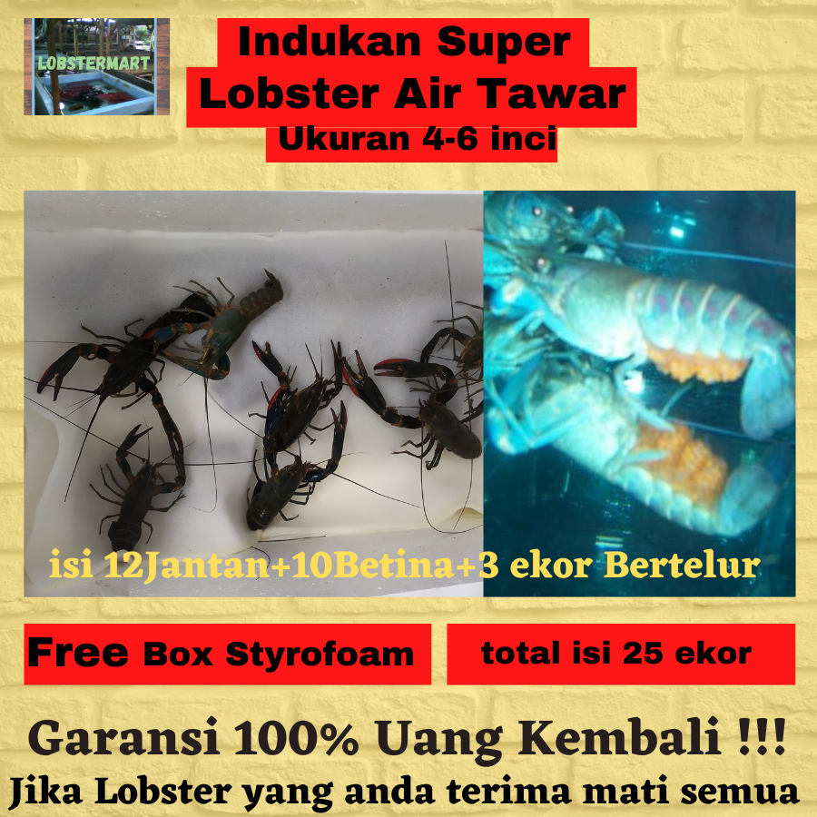 

Lobster Air Tawar Indukan Berkualitas Paket hemat indukan bertelur Untuk Pemula Budidaya