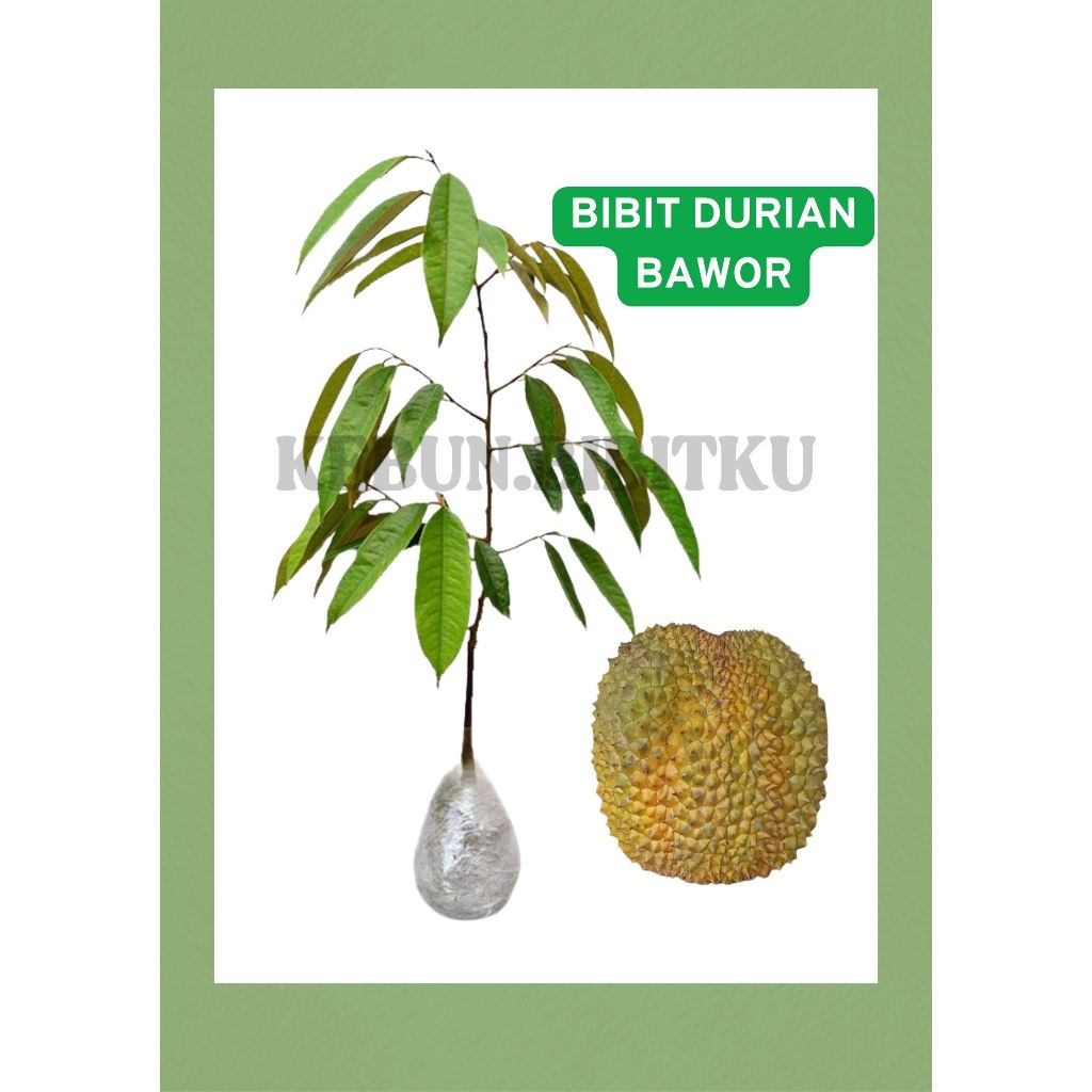

ORIGINAL Bibit Durian Bawor Tinggi 70 s/d 80 CM P35