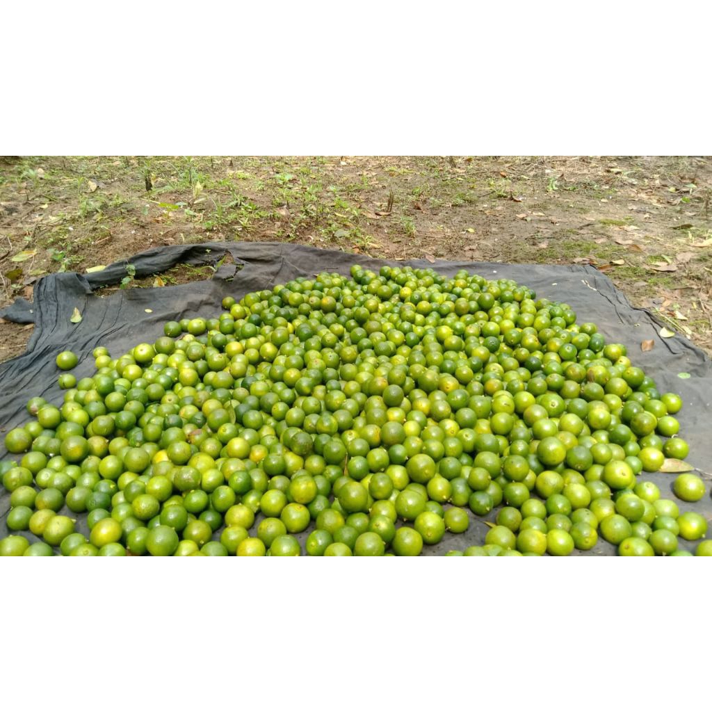 

10Kg JERUK SONKIT KASTURIP CUI + BONUS