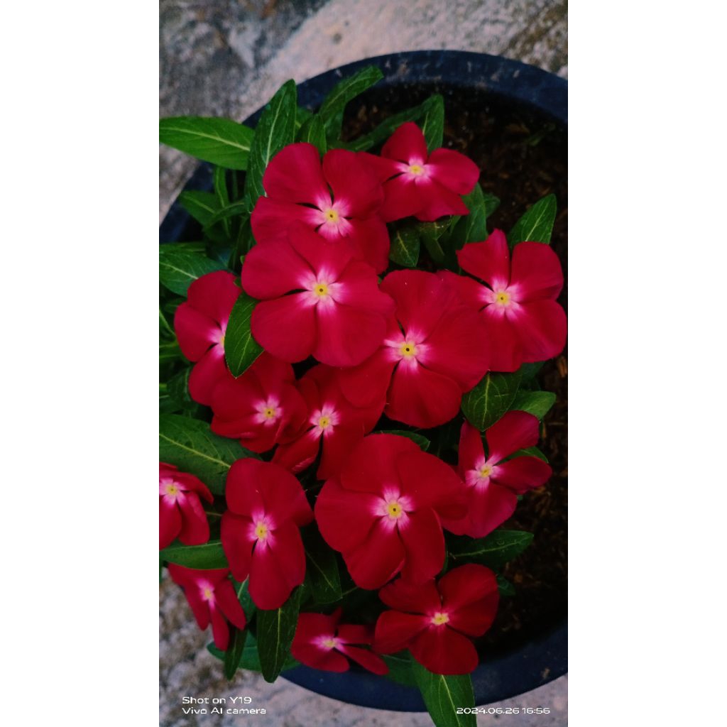 

biji vinca import Mandarin red