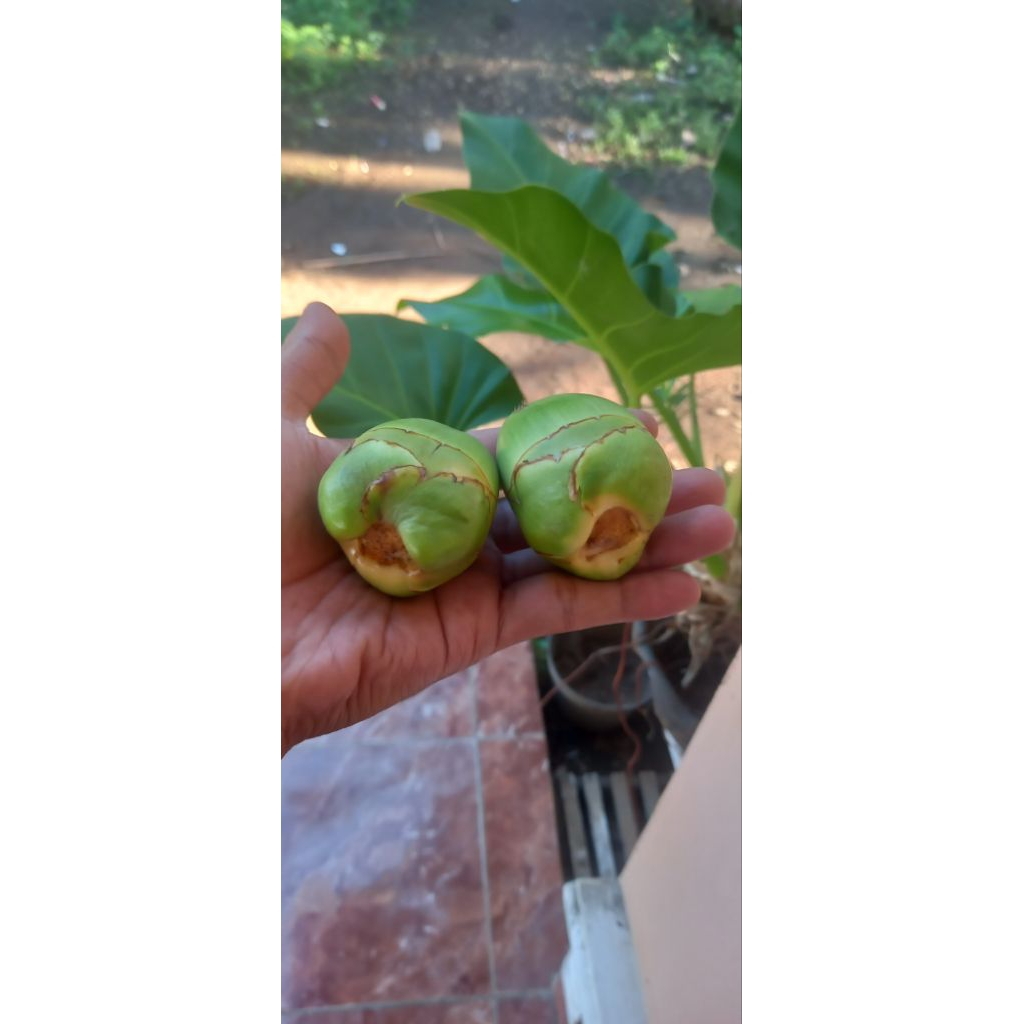 

beluluk kelapa fresh per 10 biji