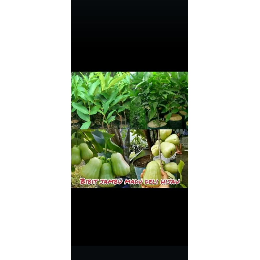 

jambu air manis purwodadi