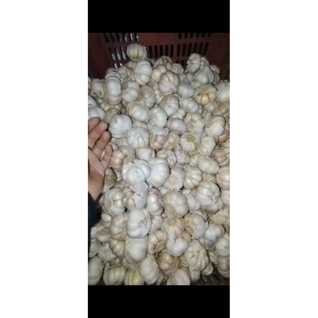 

bawang putih