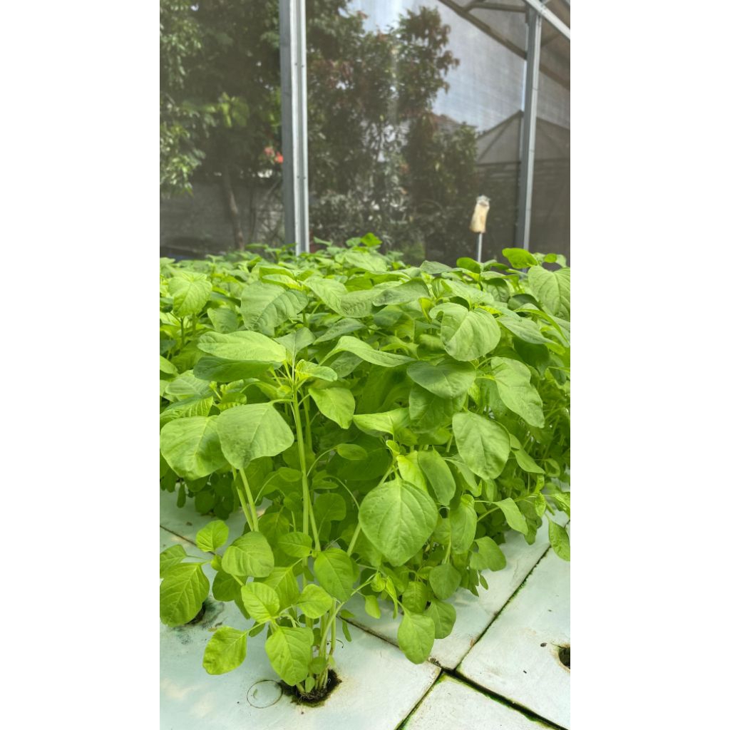 Daun bayam - sayuran hidroponik