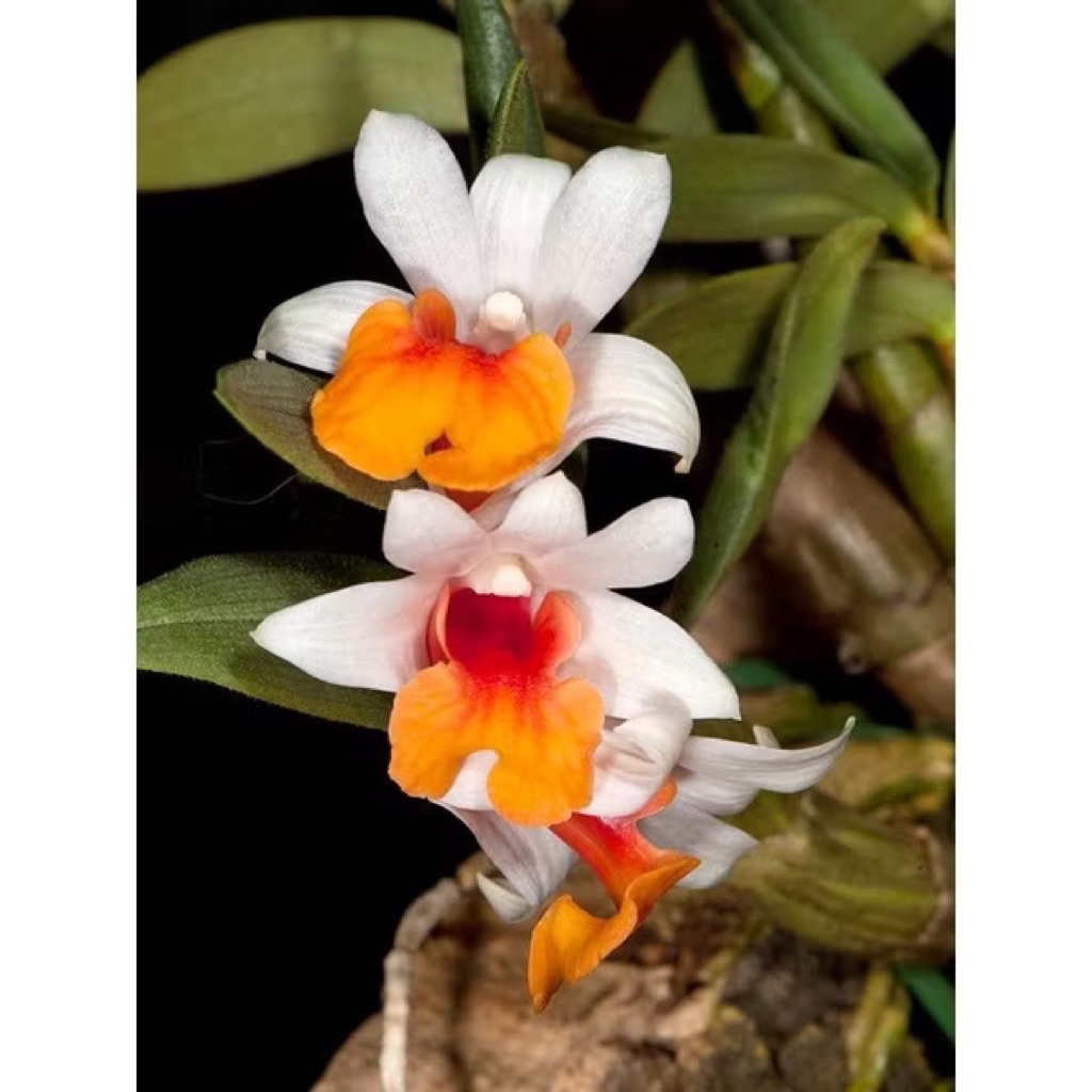 Seedling Anggrek Dendrobium Belatullum - Anggrek Seedling