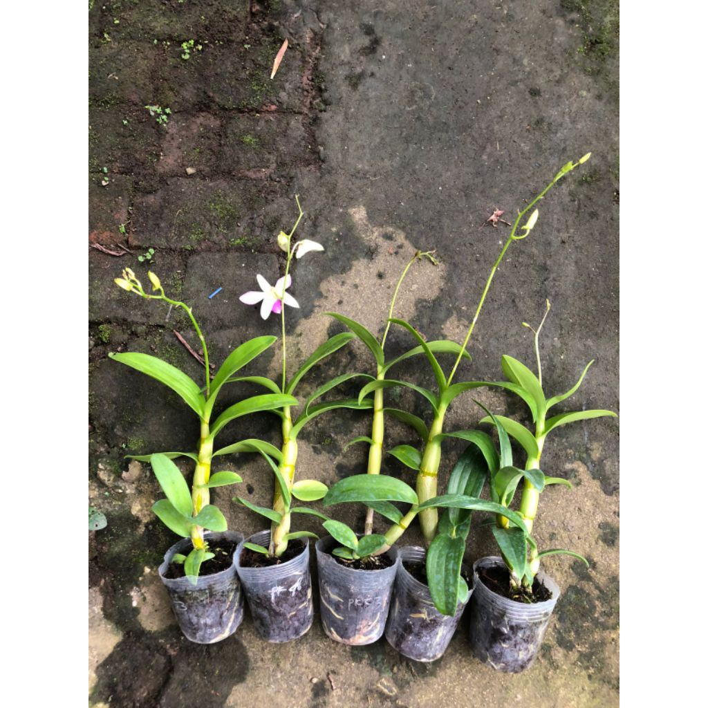 Anggrek Dendrobium No.ID (Dewasa Knop)