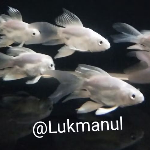 Ikan Koi SB Butterfly Hudielong Impor