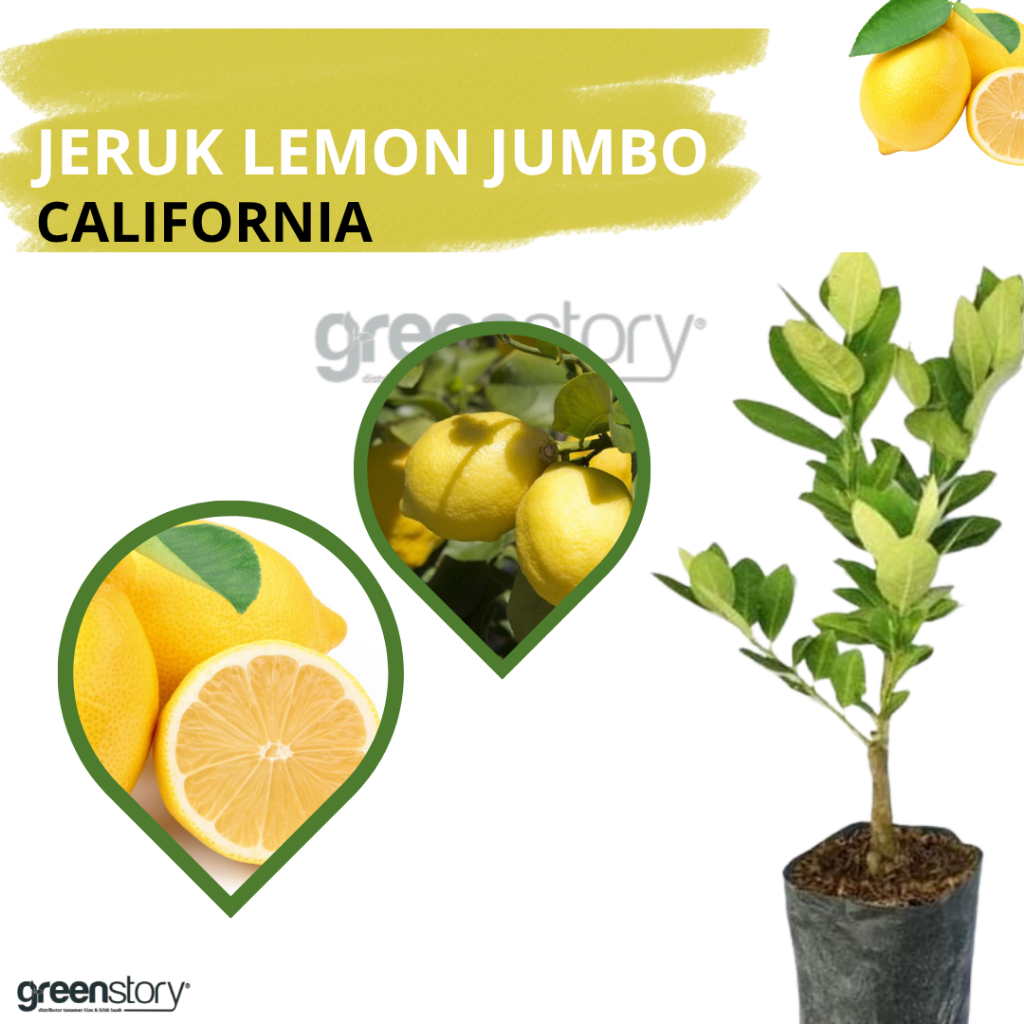 Bibit lemon jumbo California | jeruk lemon
