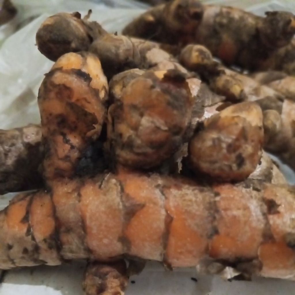 

Kunyit Segar Asli | Rempah Dapur & Herbal Tradisional | 250gr / 500gr / 1kg