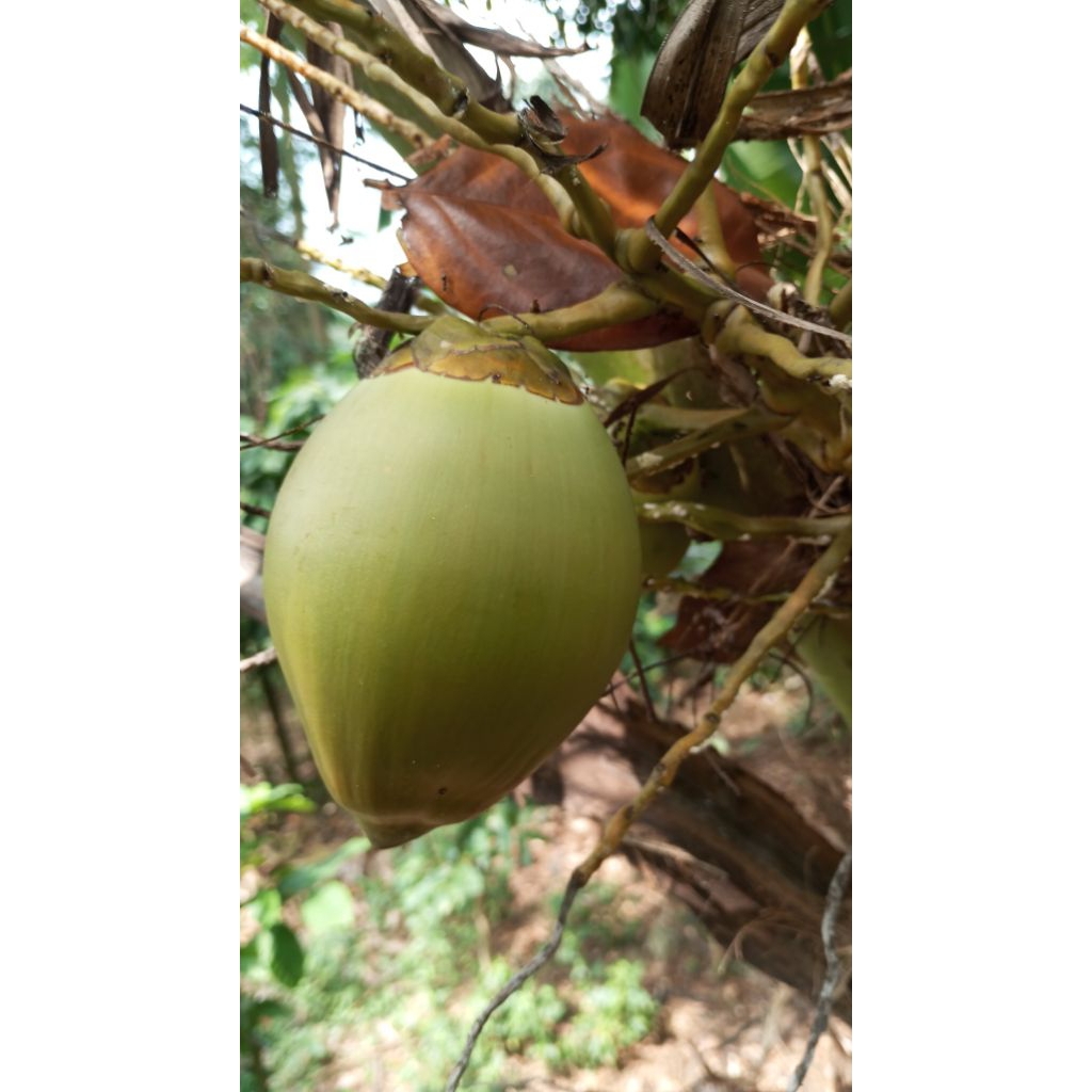 

baru di petik jika ada yang pesen beluluk kelapa