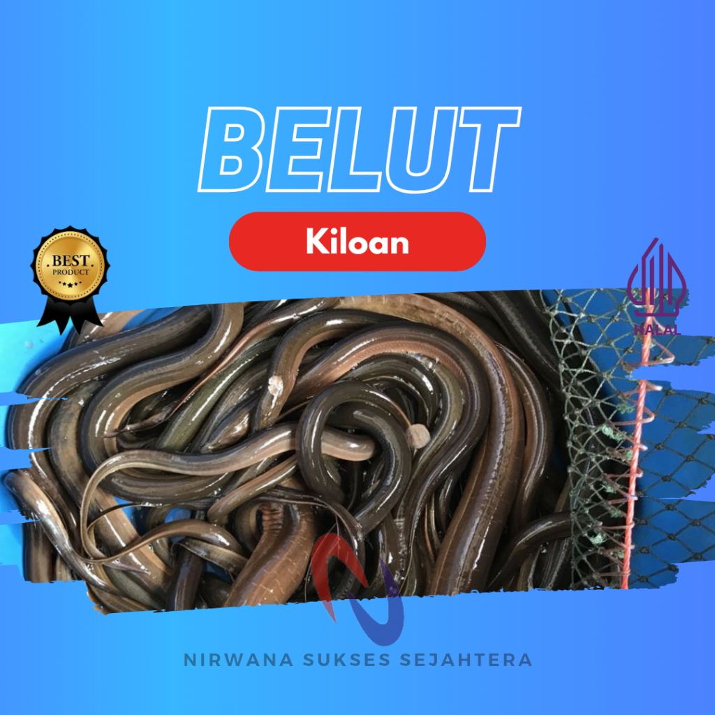 

BELUT SEGAR / FRESH ELL