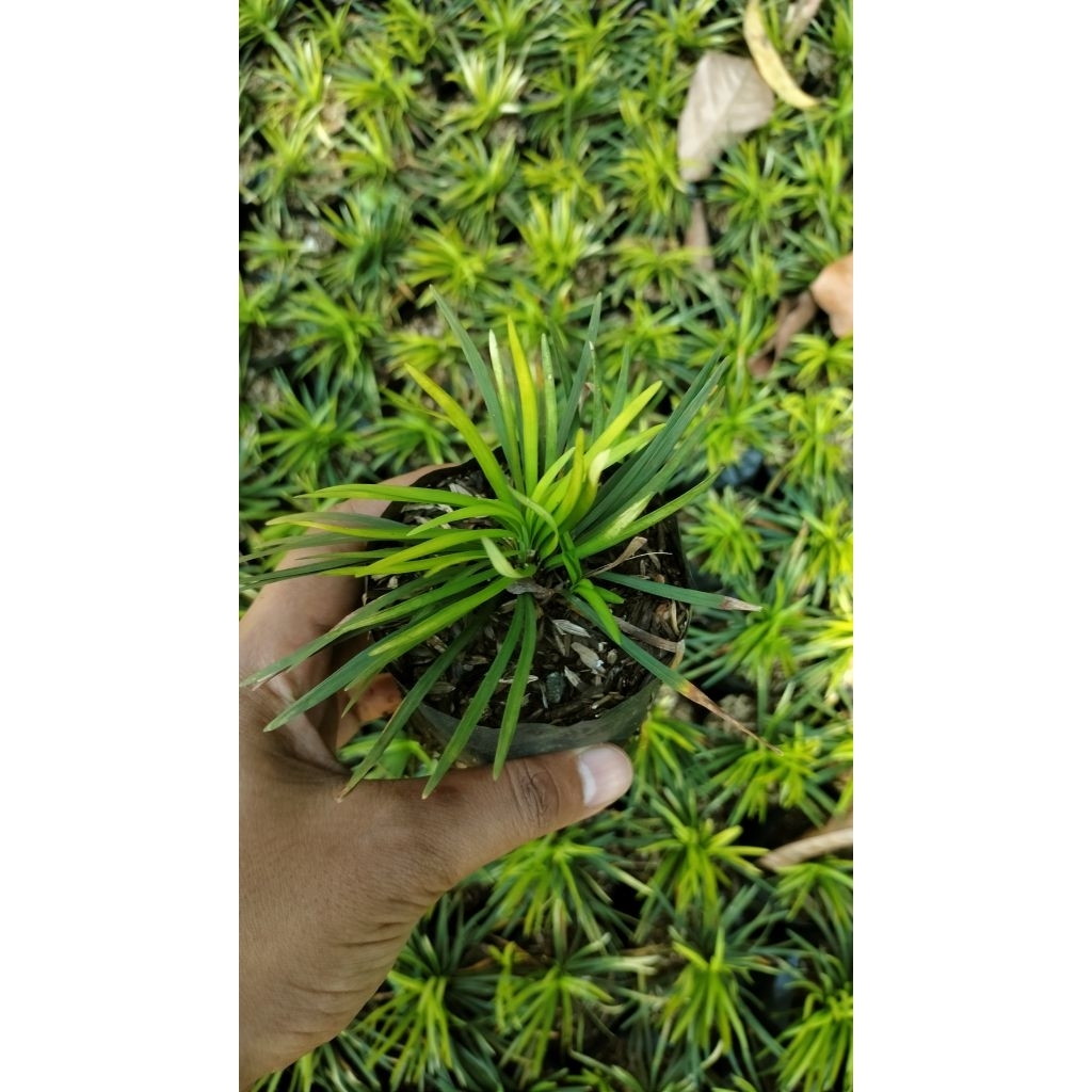 Tanaman Hias Rumput Kucai Mini - Tanaman Hias Indoor