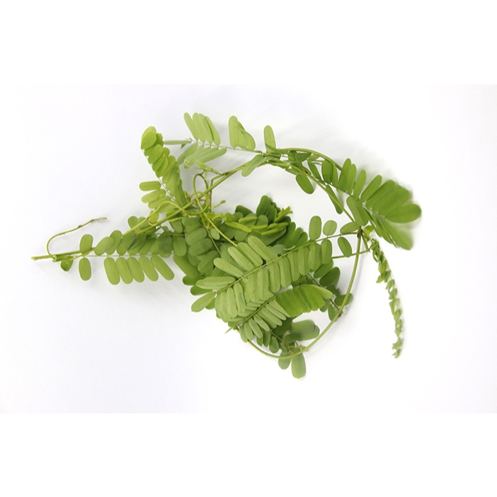 

Daun Saga Herbal - Tanaman herbal