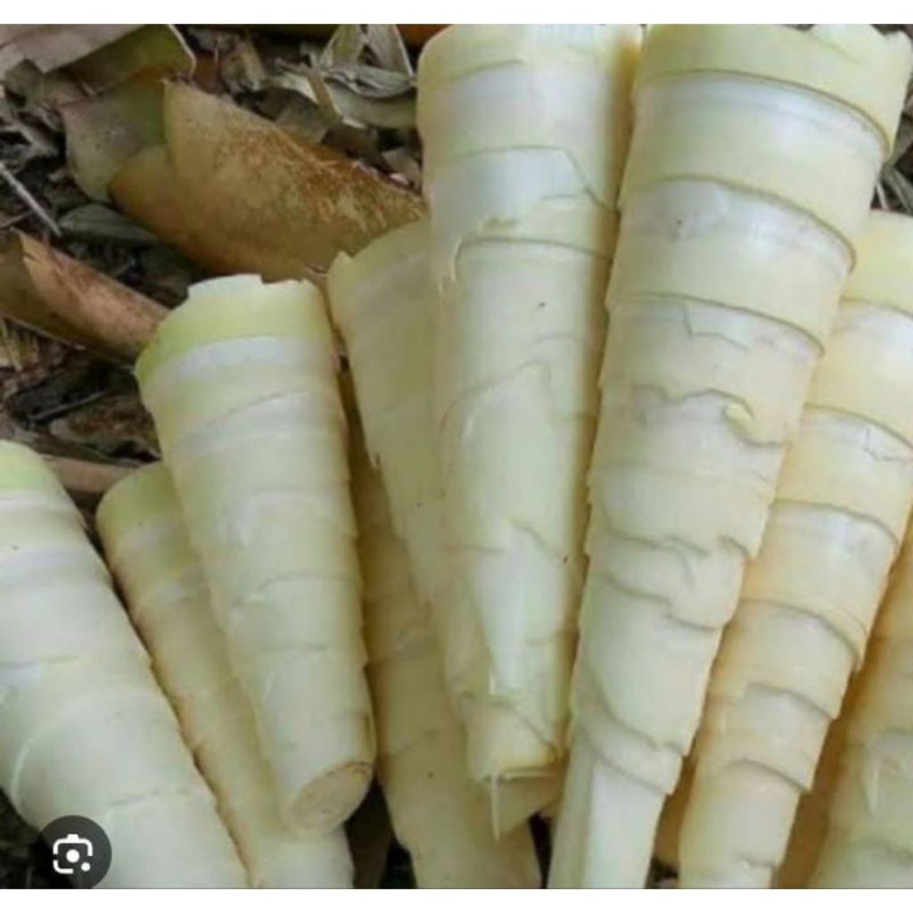 

Rebung sayur | iwung bambu muda 1kg