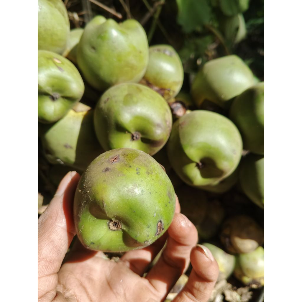 

kolang mentah Kaling 500g