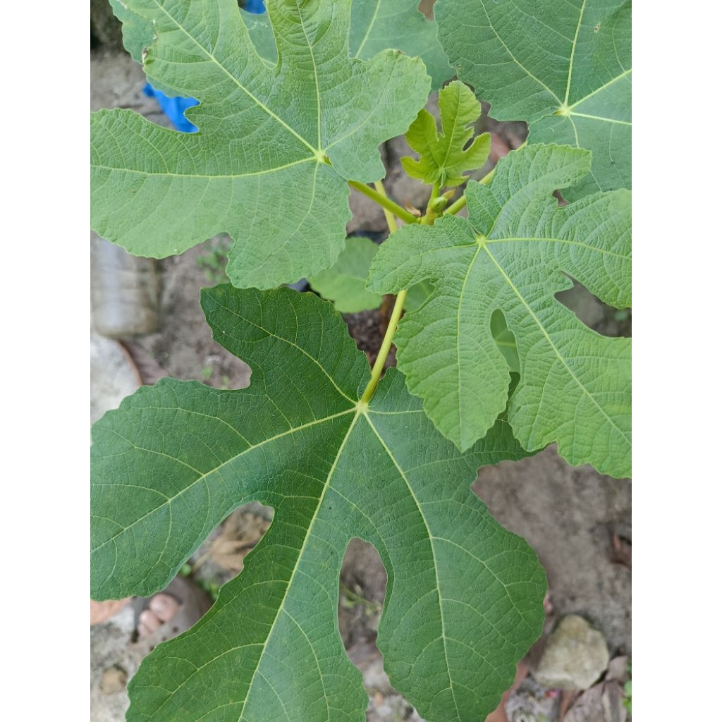 

daun tin segar