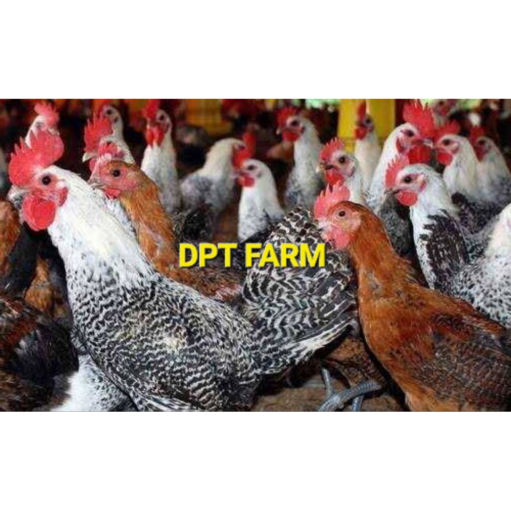 

TELUR AYAM ARAB MIX COKLAT & SILVER UNTUK DI TETASKAN