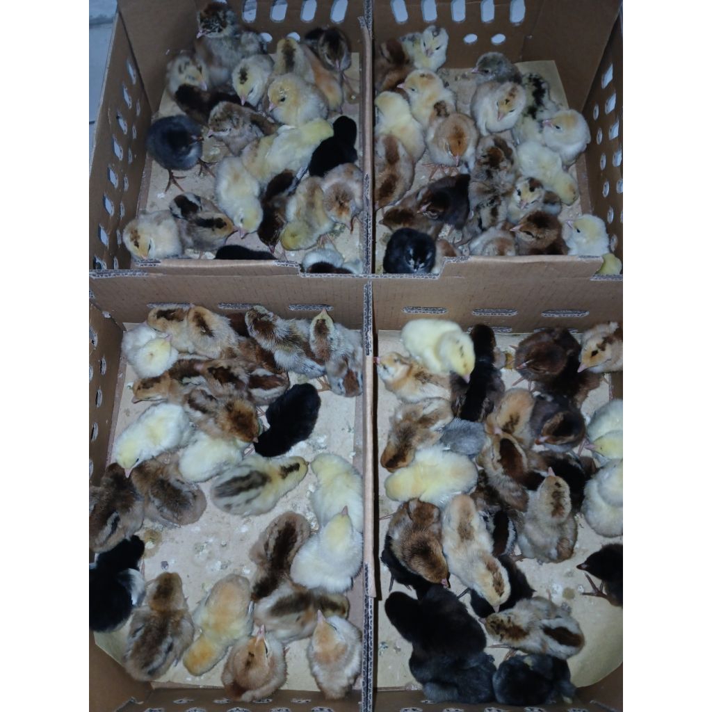 Ayam Kampung / KUB / Anak Ayam