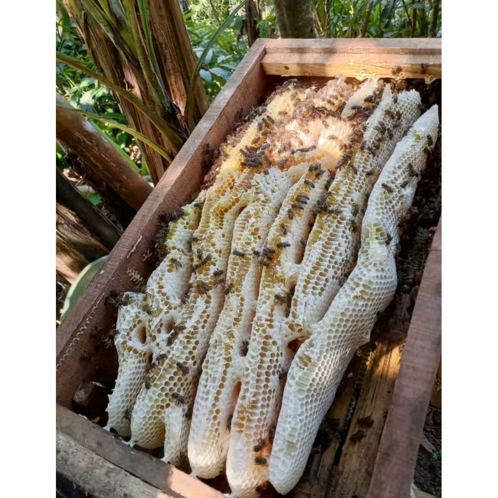 

madu ternak 1 kg ( madu saja sudah disaring )