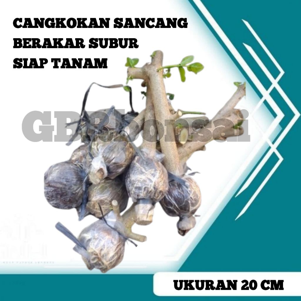 CANGKOKAN SANCANG BERAKAR  _ BIBIT SANCANG _ SANCANG SIAP TANAM