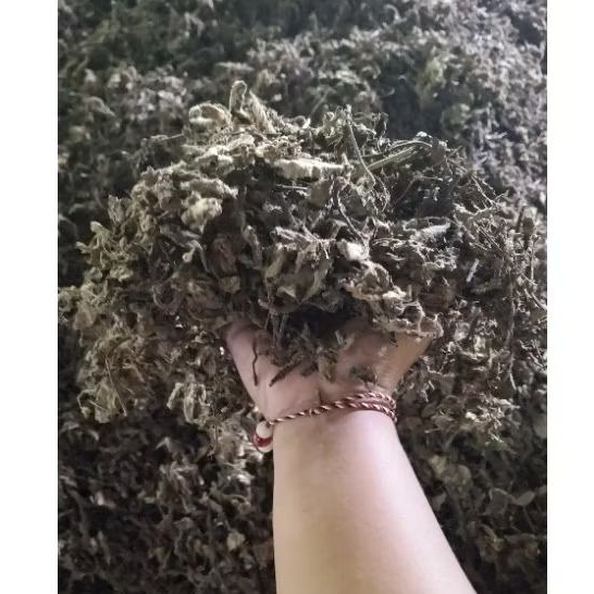 

Daun janggelan/cincau hitam 1kg