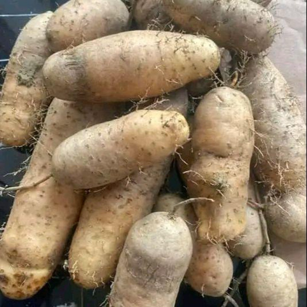 

GEMBILI / HUWI BUTUL / UBI AUNG PULEN 1 KG