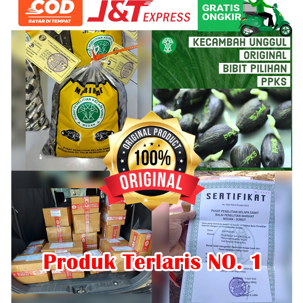 KODE R4G PPKS DxP Marihat Unggul Bibit Sawit Sertifikat